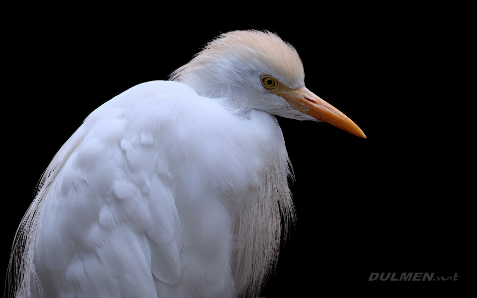 Western Cattle Egret (Ardea ibis)